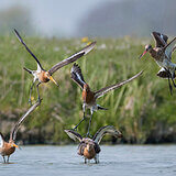Black-tailed godwits